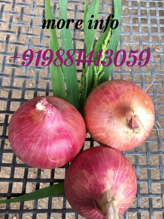 ExportLucasaa's profile picture. Lucasaa International Exports and Imports is based in Nashik, Known as California of India for Agricultural Products. The location advantage has made Nashik an