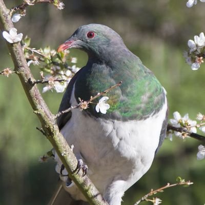 Tree growing geek living in beautiful New Zealand. Attempting to show off the beautiful blend of exotic and native plants we have here. Photo's are my own.