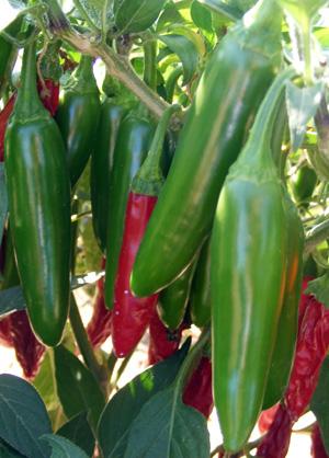 Pavotronik's profile picture. Interesado en la politica y el desmadre socio-economico que la acompana. Preocupado por la situacion actual, que busca poner en jaque a la comunidad Latina.