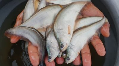 This account is only for fish lovers.
I will post everyday. So you can follow me.