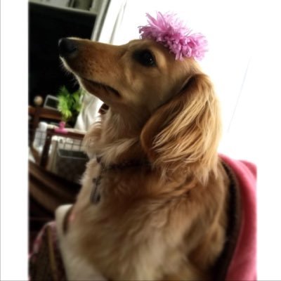 Mimi Mican على تويتر ちゃんはどーっちだ٩ U ۶ 足の間にムリくり入ってきて寝る じゃすとふぃっと 沖縄 西海岸 海 空 犬 ミニチュアダックスフント ロング ゴールド 胴長部 短足部 鼻長い みかん カワイイ 親バカ部 大好き Animalabo