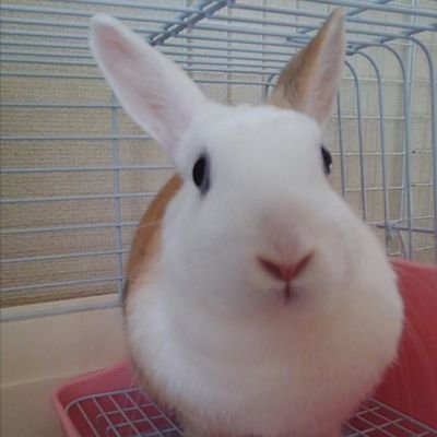 うさぎのうーこ様-