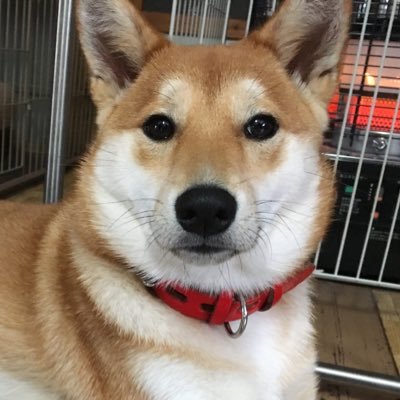 西虎さんのプロフィール画像