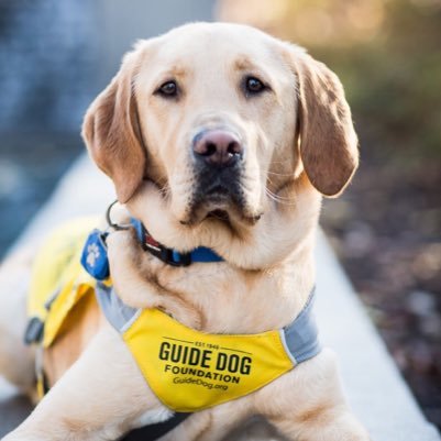 futureguidedogs's profile picture. Auburn, AL Area Coordinator ♿️ 
📓: Puppy Raising Journal
Serena: Guide Dog ~ Storrs, CT
Sylvia: Guide Dog ~ Amesbury, MA
Driggers: Current trainee