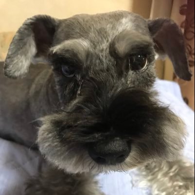 a_bu44f's profile picture. 二児の母 3匹の犬可愛い♡