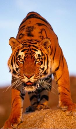 CFaBDqpo0GdppvX's profile picture. ‏مايتسفزني راع الخيانه  والعلوم  الرديه 
وبصبر ايوب عزومي فوق هام   السحب

ومايسوتي البخيل مع راع اليدين النديه