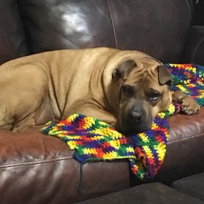 Conservative Christian. Love our fearless President. Love all animals. i have 3 rescue dogs. No DMS 🚫
