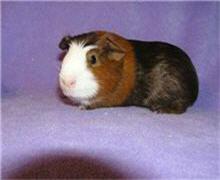 CTGuineaPigs's profile picture. Where Connecticut's abandoned guinea pigs find their second chance at a happy home and a healthy life. We give a voice to small & furries who don't have one.