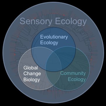 Our focus is evolutionary ecology, community ecology and global change biology in the lens of sensory ecology. Tune in to the research our students conduct!