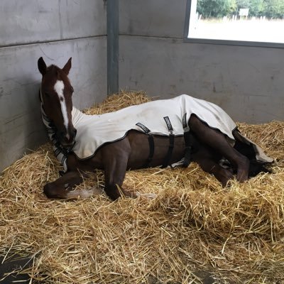 Eventing enthusiast, owner of event horses from four year olds to four*