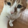 Jjinnycat's profile picture. 나잇값하고싶다 고양이사랑해 BTS-ARMY 심쿵 또 머있지? 당당하게! 따뜻하게! 새로운 미래당원