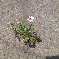 眼鏡のおっさんｗ (@o_o_megane) 's Twitter Profile