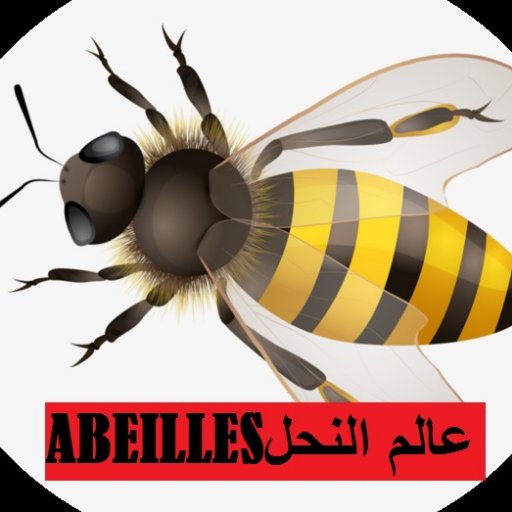 beekeeping algeria