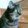 Carmen_Tagle's profile picture. A favor de la paz en el mundo, de la libertad, Viva Palestina Libre🇯🇴! Buenas películas 🎬  la buena cocina 🍽️ y los postres 🍮... Perros 🐶 y Gatos 🐱.