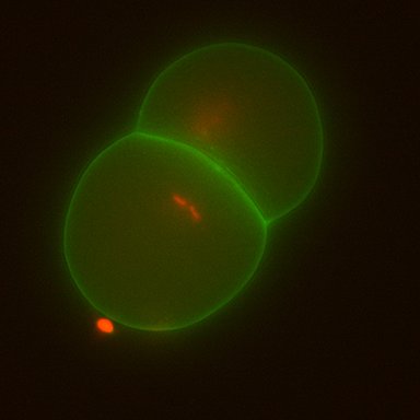 Genetics and cell biology lab @ucsc. Interested in chromosome behavior during mitotic and meiotic cell division.