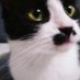 Batiz (@perros_perritos) Twitter profile photo Batiz (@perros_perritos) Twitter profile photo