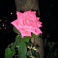 Bindu Manne (@bindumanne) 's Twitter Profile