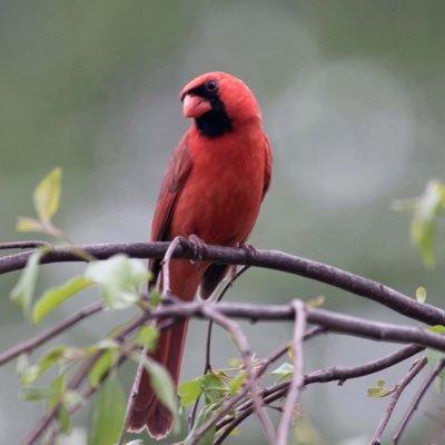 DiannaVBrown3's profile picture. 