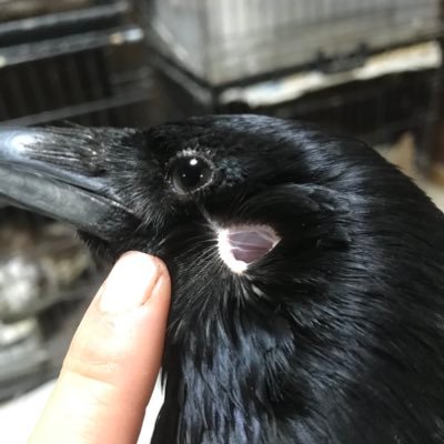 等松弘貴 Carrioncrowlovers カラスの耳です 等松弘貴 Carrioncrowlovers カラスの耳です