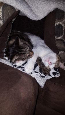 Jackson and Neptune are cat brothers currently in El Paso Texas. They love snoozing all day, keeping an eye on the neighborhood, and pillow forts