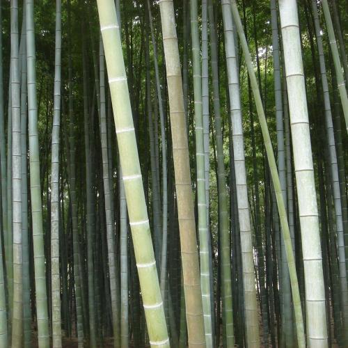 The ramblings and musings of an ordinary TCK (currently a freelance consultant/writer) who finds herself back in her home country of Japan.