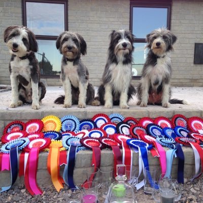 Dog obedience, behaviour, agility, hoopers, sheepdog training and flyball.