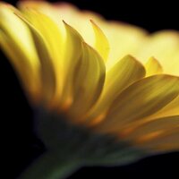 CherrySy (@cherrysyd) 's Twitter Profile