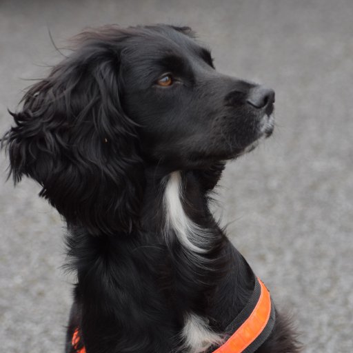 Archie is @CornwallFRS Fire Investigation Dog. Just like Nelson, Archie loves life, tennis balls & helping everyone to keep safe. 🐾