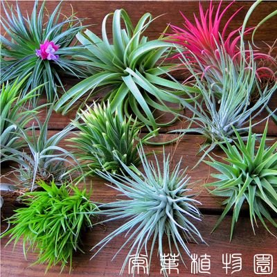 常葉植物園 Tokiwa Botanical Garden チランジア各種 鮮やかに開花ラッシュです 1 ストリクタ 2 ネグレクタ 3 アエラントス 4 レクルヴィフォリア 常葉植物園2号店でも花芽株販売中 T Co D1f2mmdcmv クーポンにて15 Off クーポンコード