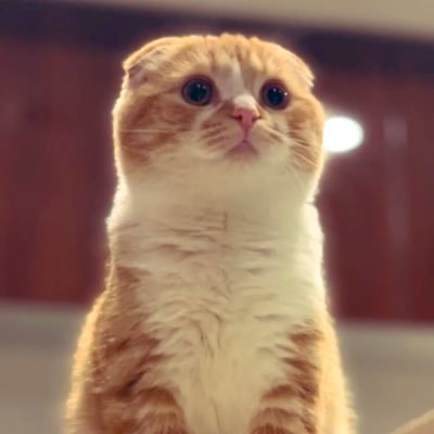 YTubefun's profile picture. 只只YouTubeが好きなだけのアカウント 。 特にツイートはしませんが、ずっとYouTubeを応援し続けます！