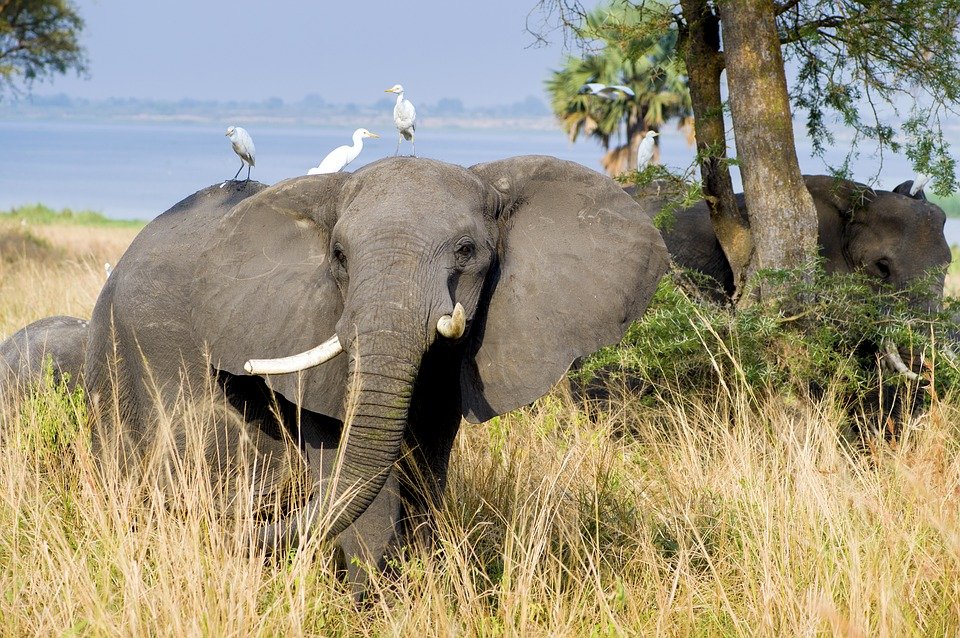 Our company is structured & focused on:
Luxurious inbound travel to Africa
Game/Ocean Safari Packages
Business Travel & Incentive Trips
All sized Conferences