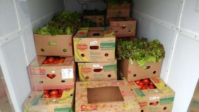 Volunteers glean farmers fields then distribute to food insecure families.