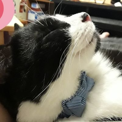 CryptCreeperOG's profile picture. Certified Keeper of Creepers 🐈🐈🐈🐈🐈
Bros Tuxie Nikko Freako, RIP 🌈 Siamese #FamousFrank , 3 sisters Tortie Sambone, Maincoon Candie, Tabbytux Olive