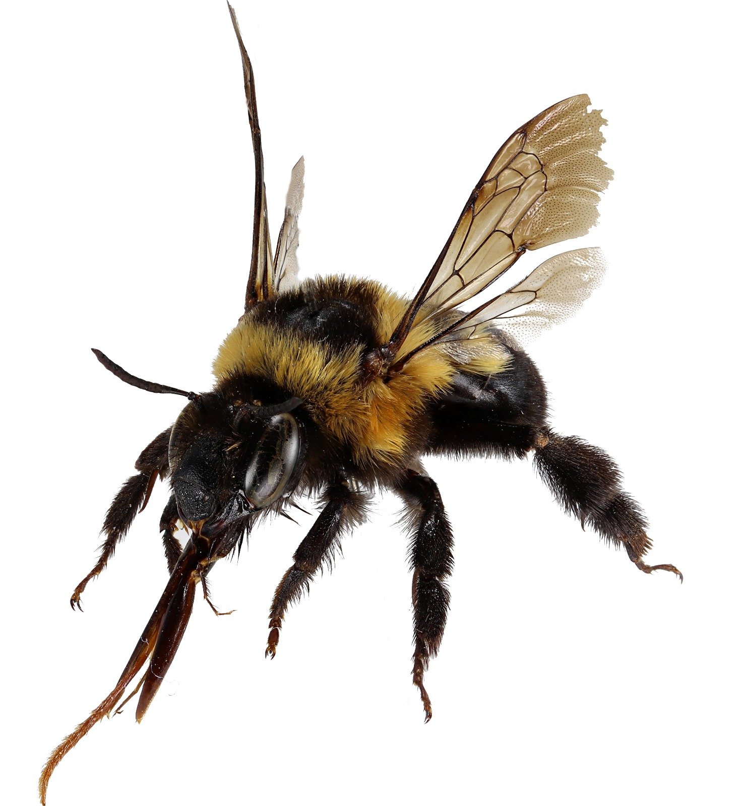 abejasdecanarias@gmail.com. Divulgación sobre diversidad y ecología de las abejas silvestres del archipiélago canario