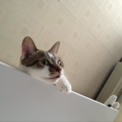 ss371714's profile picture. みなさんお疲れ様です。fx初心者。ROM専垢。