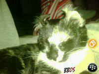 intrpd04's profile picture. BlackBerry, ios, Google/Android - Nintendo Wii SoftMod, 3DS cards  - Radio Scanning - Wifi, Bluetooth - M$, - Warranty'Exchange -AZ/1S