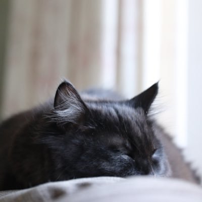 GefroreneTomate's profile picture. 北野→北大理→生命科学院→🥛 / 元HUSO / α7cⅱ