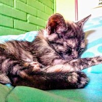 Matteo (@matteo65996548) 's Twitter Profile