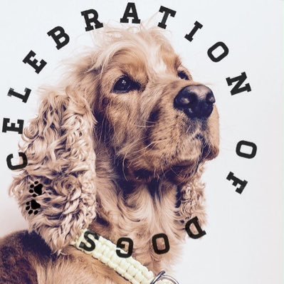 dogcelebration Profile Picture