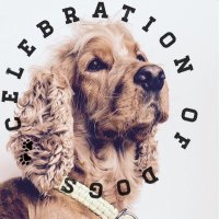 CelebrationOfDogs(@dogcelebration) 's Twitter Profile Photo