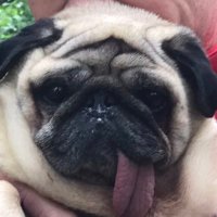 Lenny Hems(@Fart_Pug) 's Twitter Profile Photo