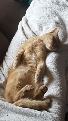 Phoenix47423165's profile picture. nö