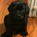 (Joan) Jett & the Black Labs - @JettWonderLab - Twitter