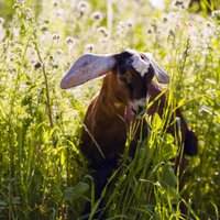 Redwood Hill Farm (@redwoodhillfarm) 's Twitter Profile Photo