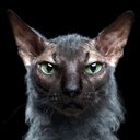 Wolf Cat - @WolfCatGuy - Twitter