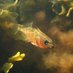 MacColl Stickleback Lab (@maccoll_lab) Twitter profile photo MacColl Stickleback Lab (@maccoll_lab) Twitter profile photo