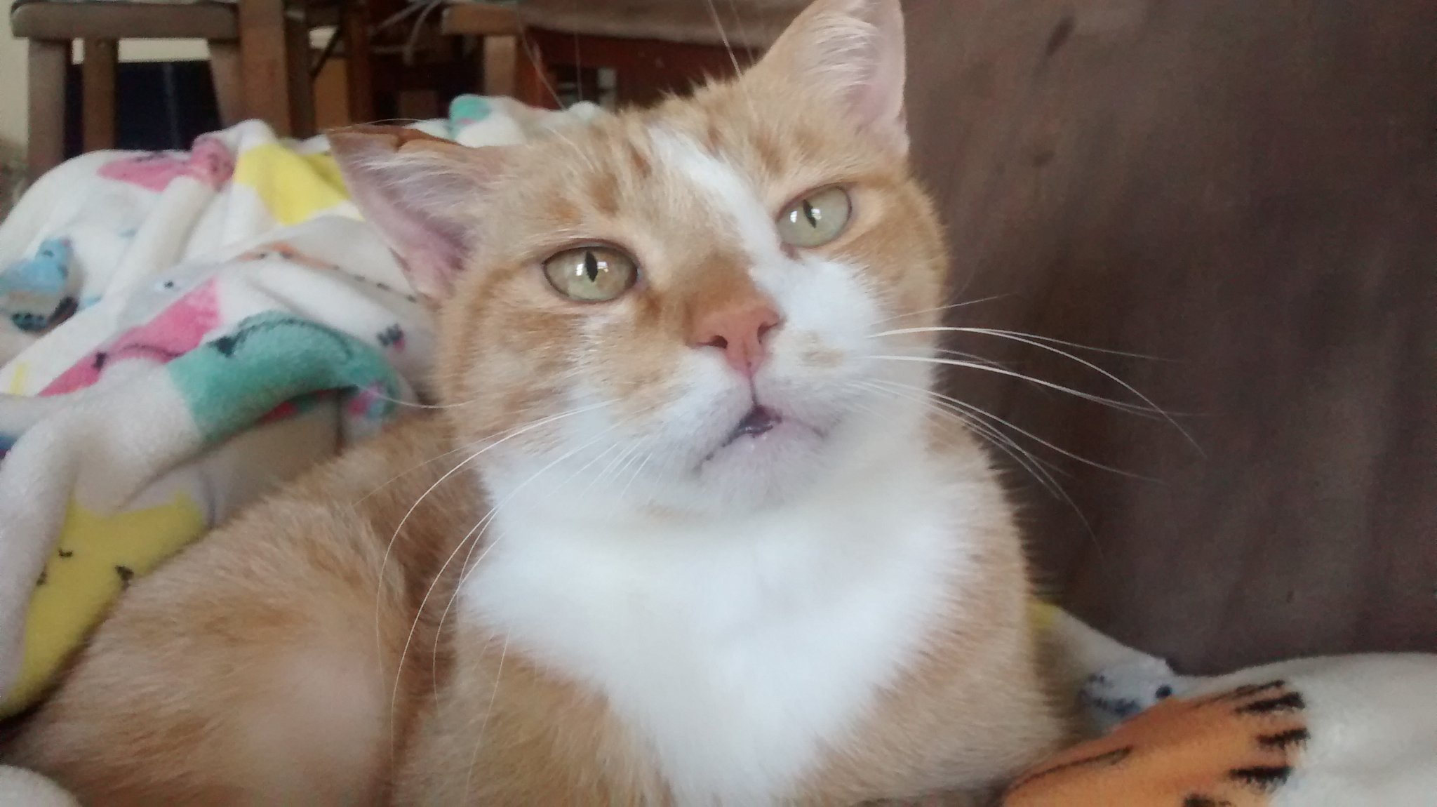 #NYC #gingercat rescue #adopted  @barcanimals.Eartipped total lap cat. ❤ friends & followers! #catsoftwitter  #adoptdontshop #rescuesrock #superseniorcatsclub