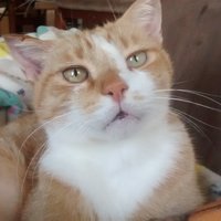 Ollie (Oliver) Cat🐈🌈💔💔(@Ollie47249741) 's Twitter Profileg