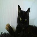 Cora Nelson - @corathepuss - Twitter