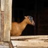 dee__see's profile picture. Outdoor enthusiast, friend of all dogs, avid source code reader, product security @gitlab - fighting inertia

@deesee@infosec.exchange